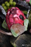 格兰迪帝王花Protea grandiceps