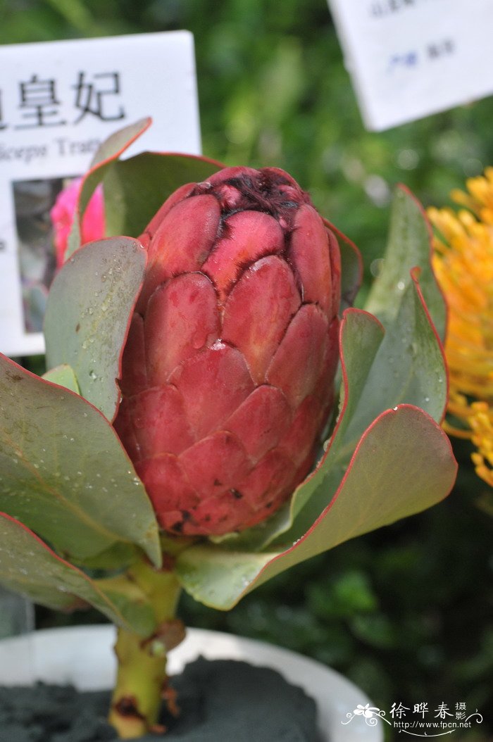 格兰迪帝王花Protea grandiceps