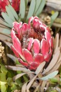 ‘红色君主’帝王花Protea cynaroides 'Red Rex'