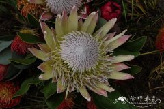 帝王花Protea cynaroides