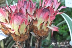 ‘狄夫人’帝王花Protea Lady