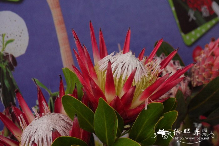 ‘凯迪皇后’帝王花Protea magnifica 'Empress'