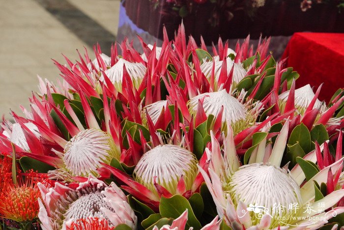 ‘凯迪皇后’帝王花Protea magnifica 'Empress'