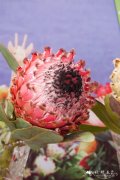 ‘貂皇后’帝王花Protea magnifica DiDi