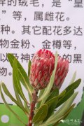 ‘维纳斯’帝王花Protea Venus