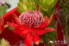 ‘华洛特’帝王花Protea Waratah