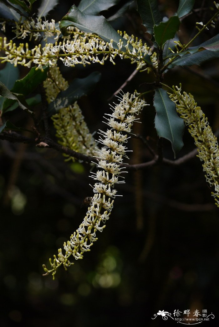 澳洲坚果Macadamia ternifolia