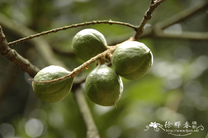 澳洲坚果Macadamia ternifolia