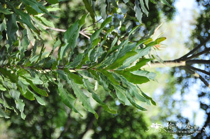 澳洲坚果Macadamia ternifolia