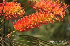 澳洲银桦杂交种Grevillea hybrid