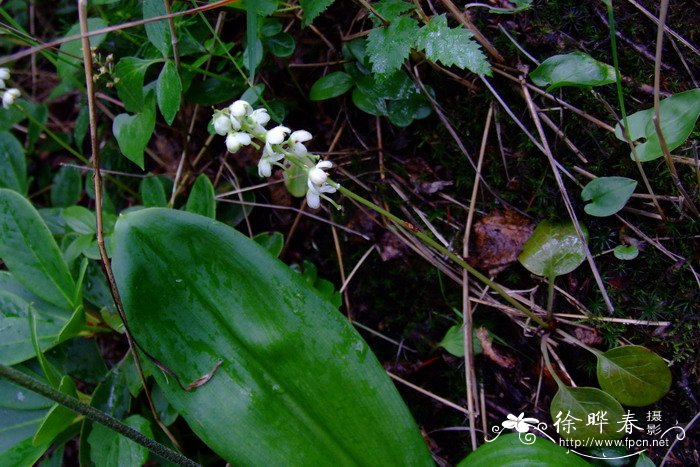 圆叶鹿蹄草Pyrola rotundifolia