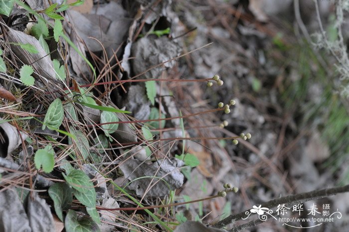 紫背鹿蹄草Pyrola atropurpurea