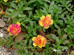 环翅马齿苋Portulaca umbraticola