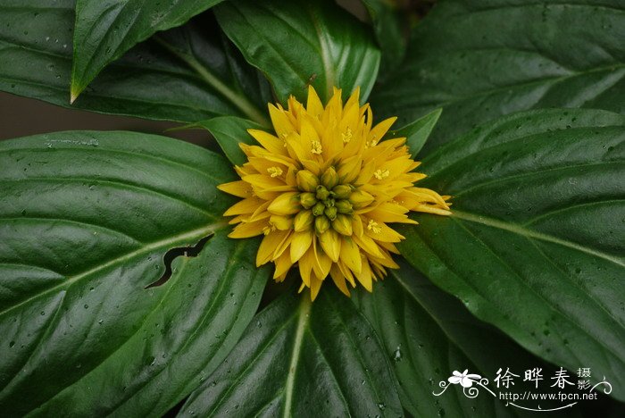 大叶过路黄Lysimachia fordiana