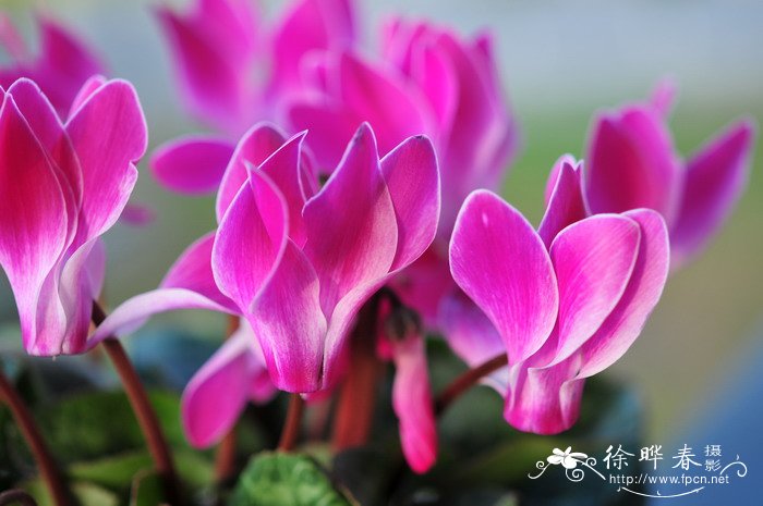 仙客来Cyclamen persicum