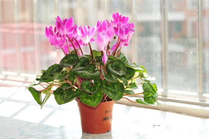 仙客来Cyclamen persicum