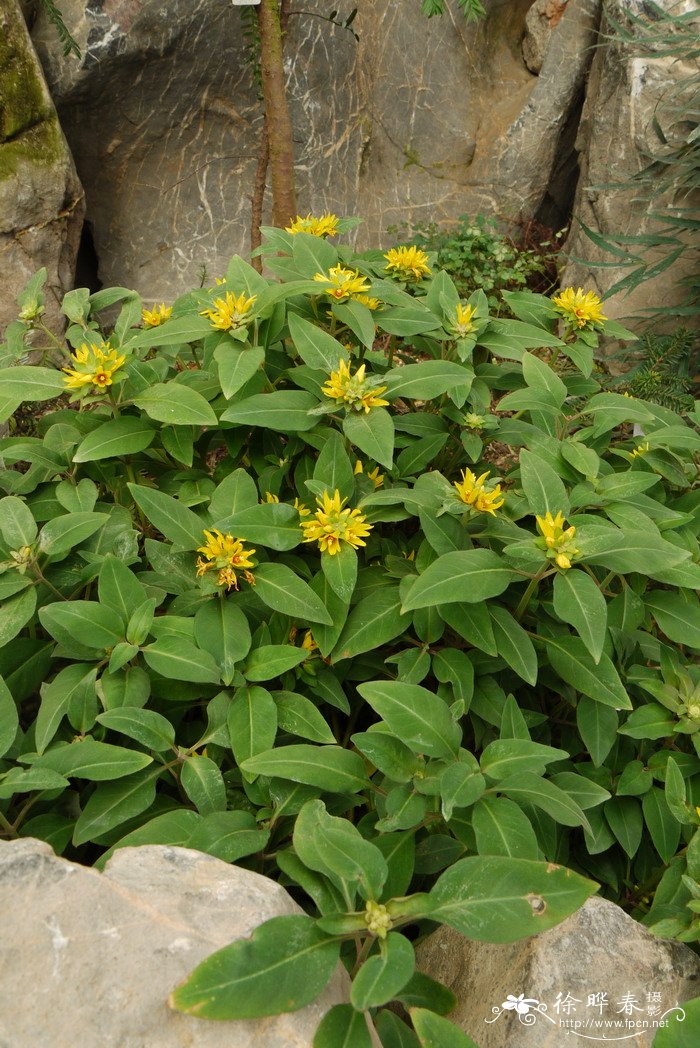 广西过路黄Lysimachia alfredii