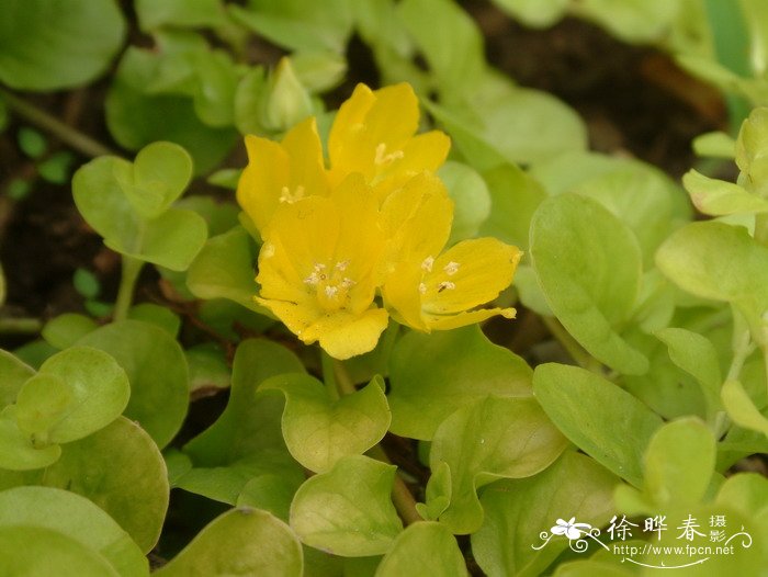 金叶过路黄Lysimachia nummularia ‘Aurea’