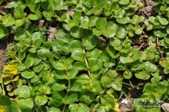 金钱草Lysimachia nummularia
