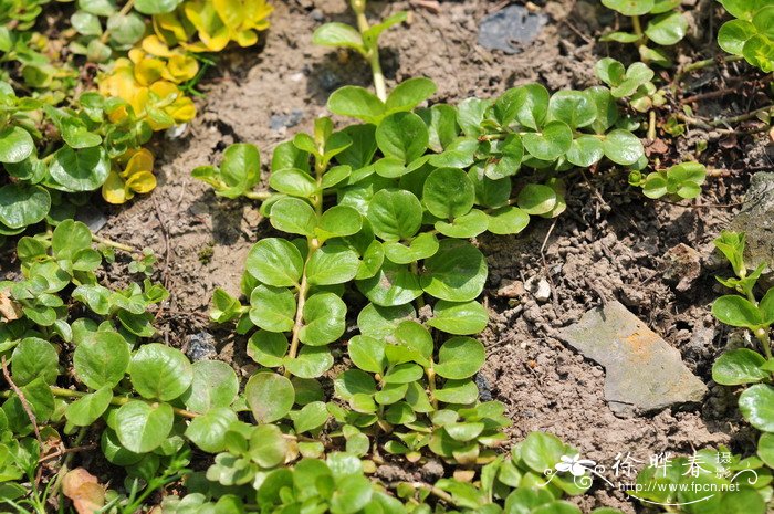 金钱草Lysimachia nummularia