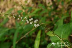 星宿菜Lysimachia fortunei