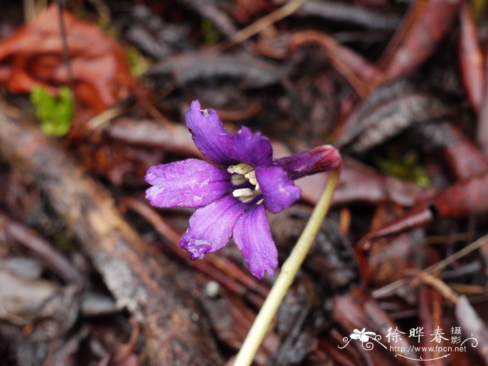 中甸独花报春Omphalogramma forrestii