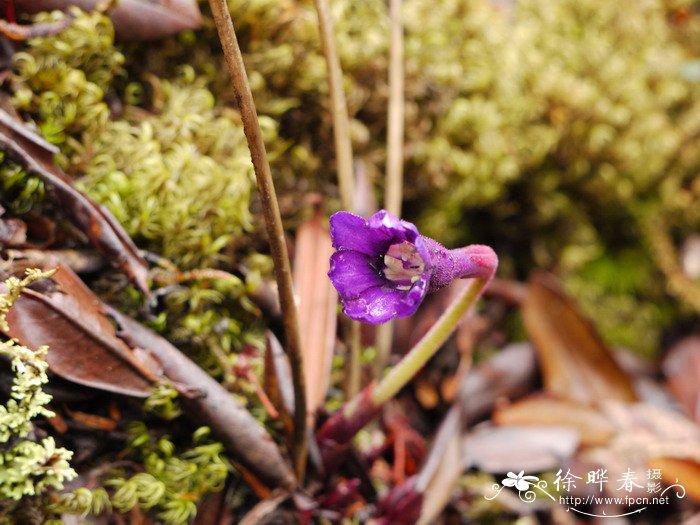 中甸独花报春Omphalogramma forrestii