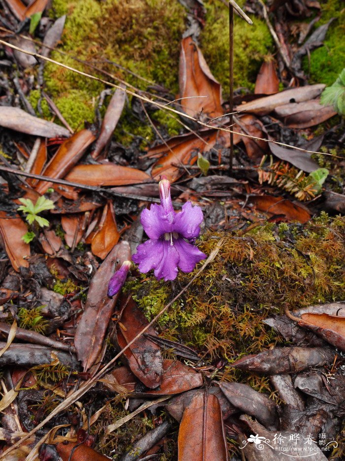 中甸独花报春Omphalogramma forrestii