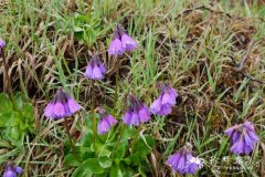 短叶紫晶报春Primula amethystina subsp. brevifolia