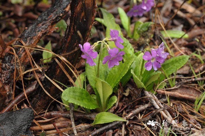 美花报春Primula calliantha