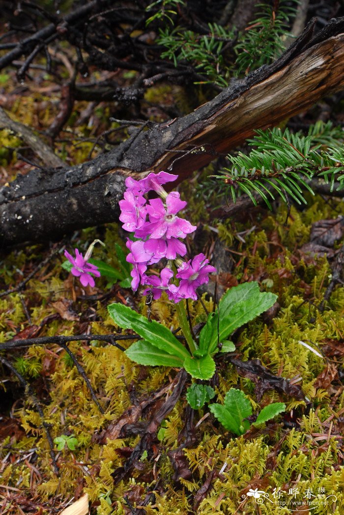 美花报春Primula calliantha