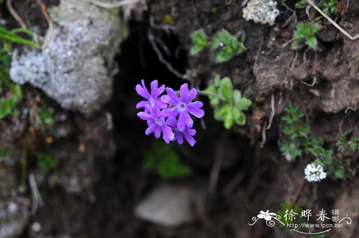 狭萼报春Primula stenocalyx