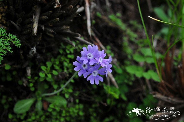 狭萼报春Primula stenocalyx