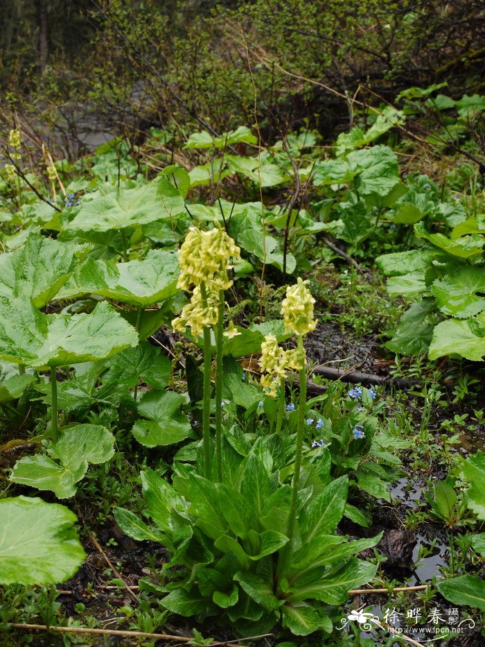 四川报春Primula szechuanica