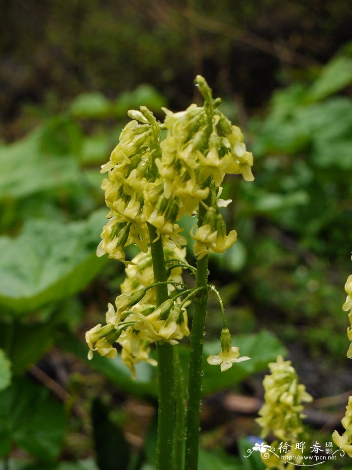 四川报春Primula szechuanica