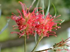 红花银桦Grevillea banksii