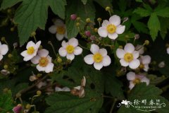 大火草Anemone tomentosa