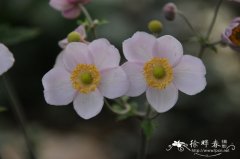 野棉花Anemone vitifolia