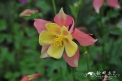 欧耧斗菜Aquilegia vulgaris