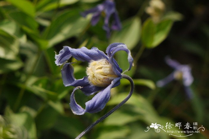 大叶铁线莲Clematis heracleifolia