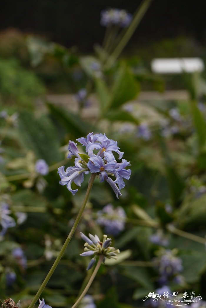 大叶铁线莲Clematis heracleifolia