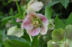 杂种铁筷子 Helleborus hybrida