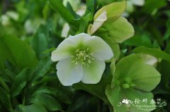 白夫人铁筷子Helleborus 'White Lady'