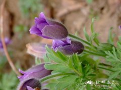 白头翁Pulsatilla chinensis