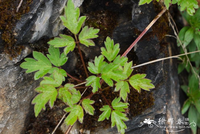 绣球藤Clematis montana