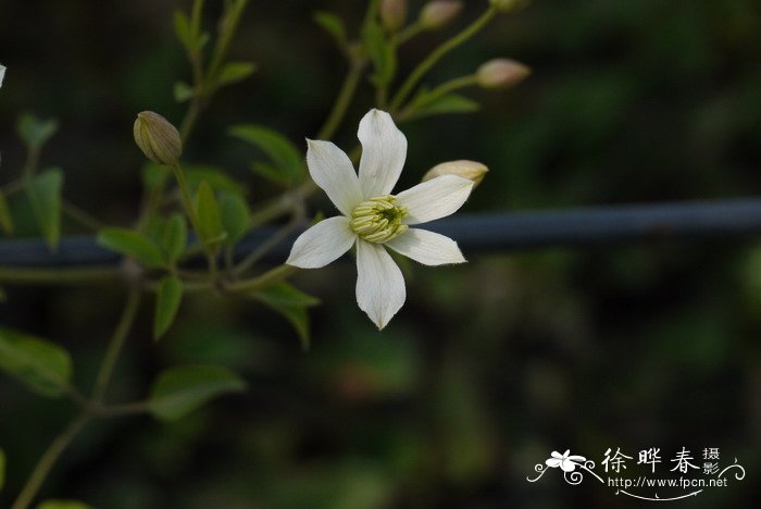 秦岭铁线莲Clematis obscura