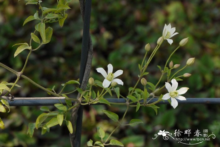 秦岭铁线莲Clematis obscura