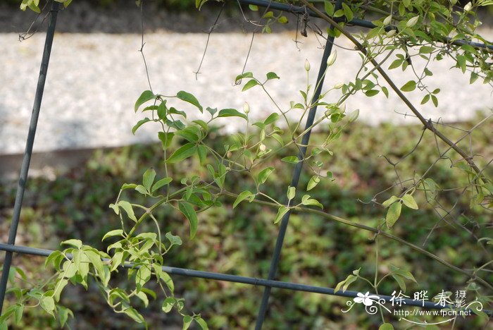 秦岭铁线莲Clematis obscura