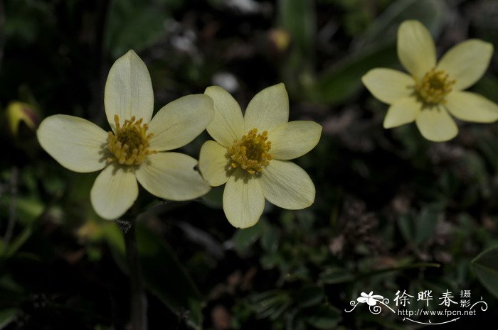 条叶银莲花Anemone coelestina var. linearis