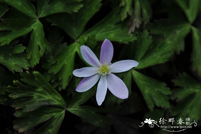 鹅掌草Anemone flaccida